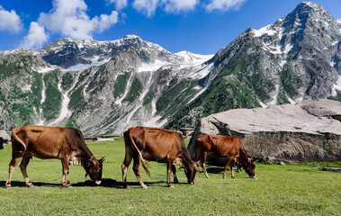 Fototapeta na wymiar three medium sized same colored bulls grazing on green with snow streak mountains tourism adventure pakistan