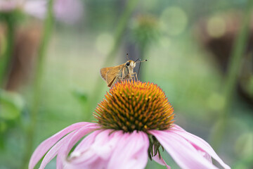 Skipper butterfly close up.