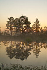 sunrise dawn on the swamp. Reflections of trees in lakes. Sunset, warm light and fog. Viru swamps Estonia