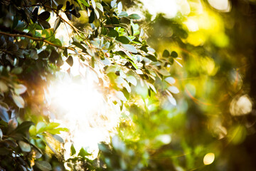 Peculiaridades da natureza