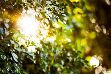 Peculiaridades da natureza