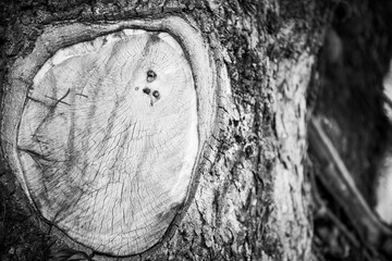 Peculiaridades da natureza