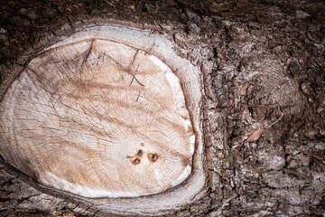 Peculiaridades da natureza