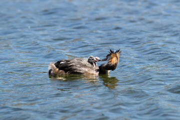 great crested grebe