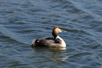 podiceps cristatus, grebe, great crested grebe,