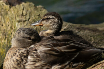 duck and duckling resting
