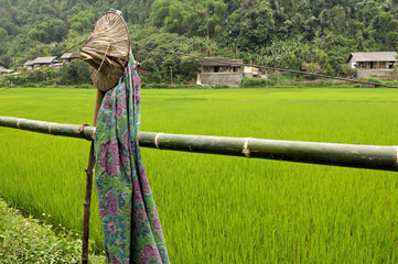 Chapeau et rizière dans le parc national de Ba Be au nord du Vietnam