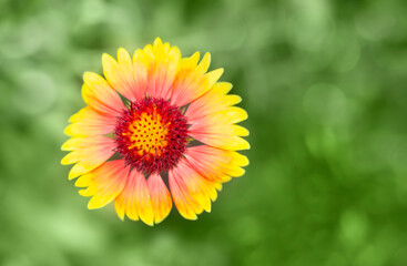 Yellow flower on a green background. Card.