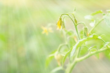 Fototapeta na wymiar Tomato flowers on a seedling in the garden.