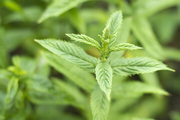 A sprout of fresh mint growing in the garden.