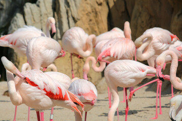 Beautiful pink flamingos in a reserve in Valencia, Spain. 