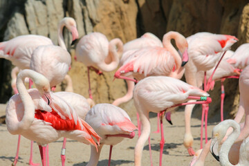 Beautiful pink flamingos in a reserve in Valencia, Spain. 