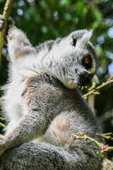 Close-up of lemur catta, Madagascar lemur, climbing a tree. 