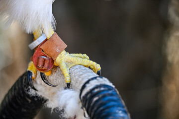 Parabuteo unicinctus or Harris's eagle, is a species of accipitriforme bird in the Accipitridae...