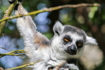 Close-up of lemur catta, Madagascar lemur, climbing a tree. 
