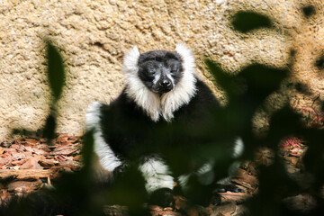 indri, lemur from Madagascar, sitting with closed eyes, meditating 