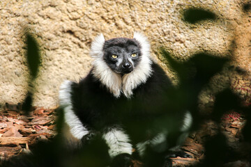 indri, lemur from Madagascar, sitting with half-open eyes