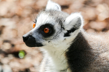 Close-up of lemur catta, lemur of Madagascar. 