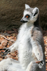 Close-up of ring-tailed lemur sitting on two legs