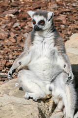 Naklejka na ściany i meble Close-up of ring-tailed lemur sitting on two legs