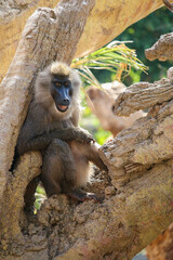 Baboons, primate, resting in a tree in solitude 