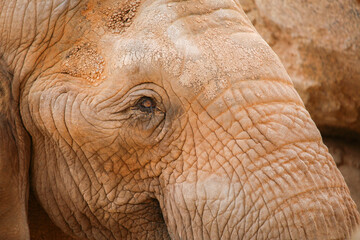 Fototapeta premium Close-up of the profile of the elephant's face 