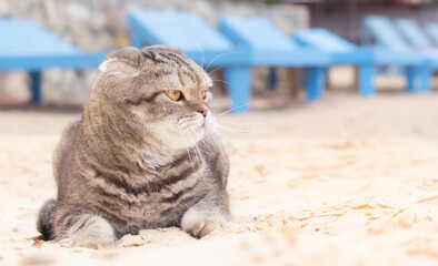 Tabby cat at the resort. Pet portrait.