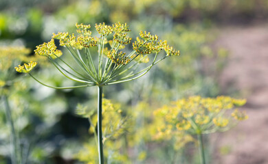 Background with dill umbel close-up. garden plant. Fragrant dill on a bed in the garden. Growing...