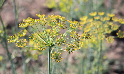 Background with dill umbel close-up. garden plant. Fragrant dill on a bed in the garden. Growing...