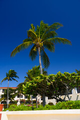 Cocos palm with cocos nuts in Playa del Carmen, Mexico