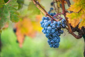 Fototapeta premium Blue vine grapes in the vineyard. Cabernet Franc grapes for making red wine in the harvesting.