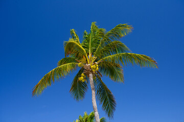 Cocos palm with cocos nuts in Playa del Carmen, Mexico
