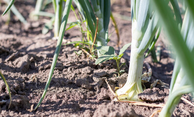 View of a field with ripening green onions. Onion field. Onion ripe plants growing in the field, close-up. Field onion ripening in spring. Agricultural landscape. Growing green onions in the garden.