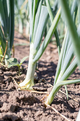 Onions are grown on soil in plots. Rows on the field in the agricultural garden. Landscape in summer. Onion plants grow on the field, close-up. Onion production field, cultivation practice.