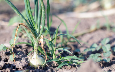 View of a field with ripening green onions. Onion field. Onion ripe plants growing in the field, close-up. Field onion ripening in spring. Agricultural landscape. Growing green onions in the garden.