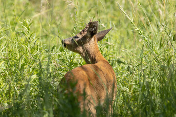 roe deer buck feeding