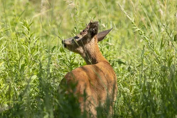 Deurstickers roe deer buck feeding © Lisa Y