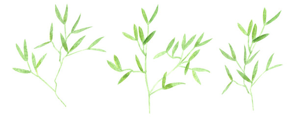 Fototapeta premium Hand drawn watercolor light and dark green colored wild plants and leaves isolated on white background. Aquarelle set of design elements.