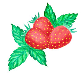 Watercolor hand drawn painted red ripe mature strawberry berries with green leaves. Aquarelle element isolated on white background