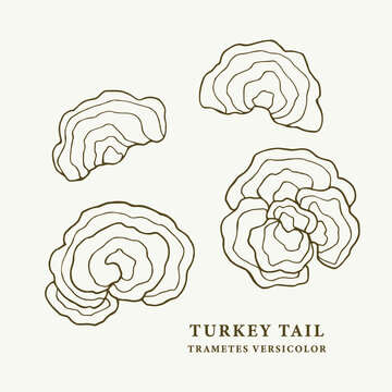 Set of line art turkey tail mushrooms