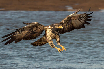 eagle in flight