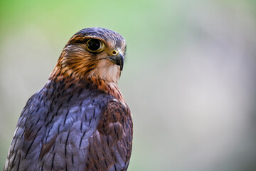 Falco columbarius or merlin is a species of falconiform bird in the Falconidae family - obrazy, fototapety, plakaty