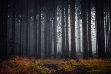 A moody, misty forest. Foggy forest with colorful grass in the Czech Republic. 
