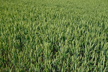 Background texture. View of spikelets of cereals in a farmer's field. The harvest is ripening. rural view