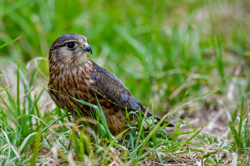 Falco columbarius or merlin is a species of falconiform bird in the Falconidae family