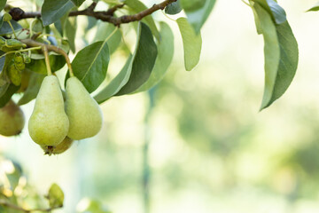 Pears on tree in fruit garden