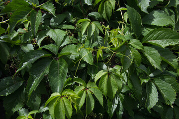 Lush thickets of wild grapes