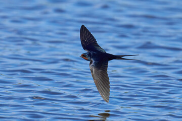 Barn swallow (Hirundo rustica)