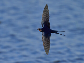 Barn swallow (Hirundo rustica)
