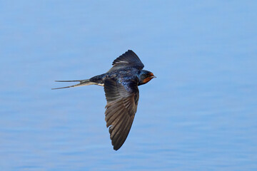 Barn swallow (Hirundo rustica)